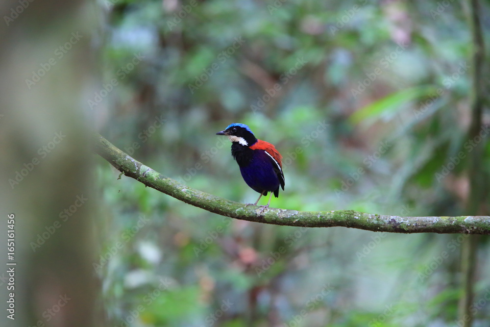 Blue-headed pitta (Hydrornis baudii) male in Danum Valley, Sabah, Borneo, Malaysia