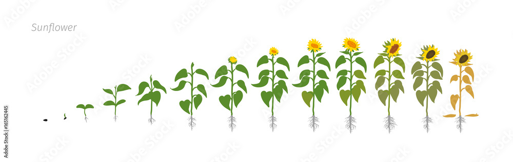 Fototapeta premium Sunflower plant. Helianthus annuus. Growth stages vector illustration.