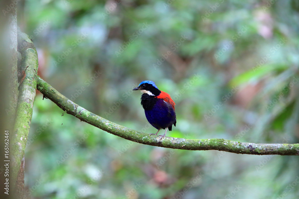 Blue-headed pitta (Hydrornis baudii) male in Danum Valley, Sabah, Borneo, Malaysia