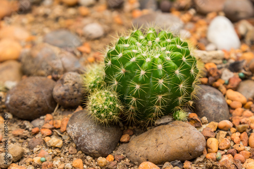 Cactus in the garden