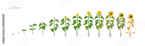 Sunflower plant. Helianthus annuus. Growth stages vector illustration.