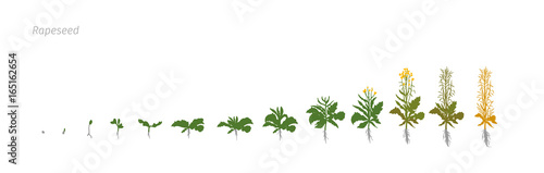 Rapeseed Brassica napus oilseed rape Growth stages vector illustration