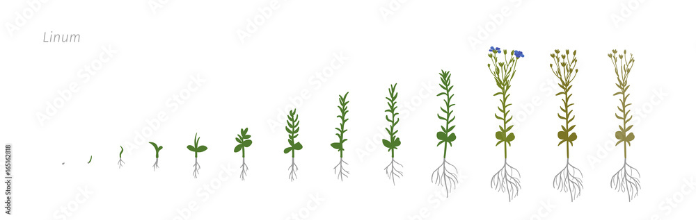 Fototapeta premium Flax Linum usitatissimum Growth stages vector illustration