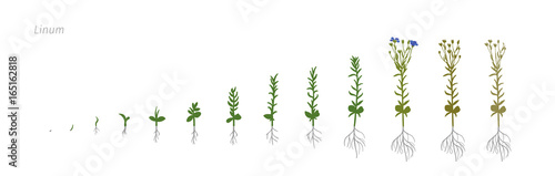 Flax Linum usitatissimum Growth stages vector illustration