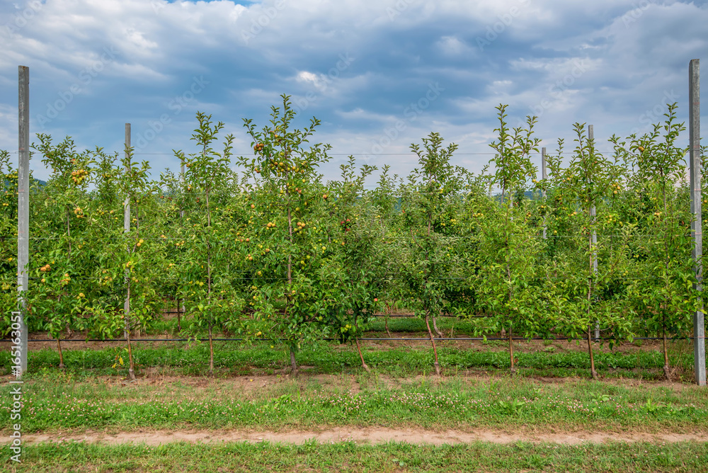 Obraz premium Apple garden with ripe fruit