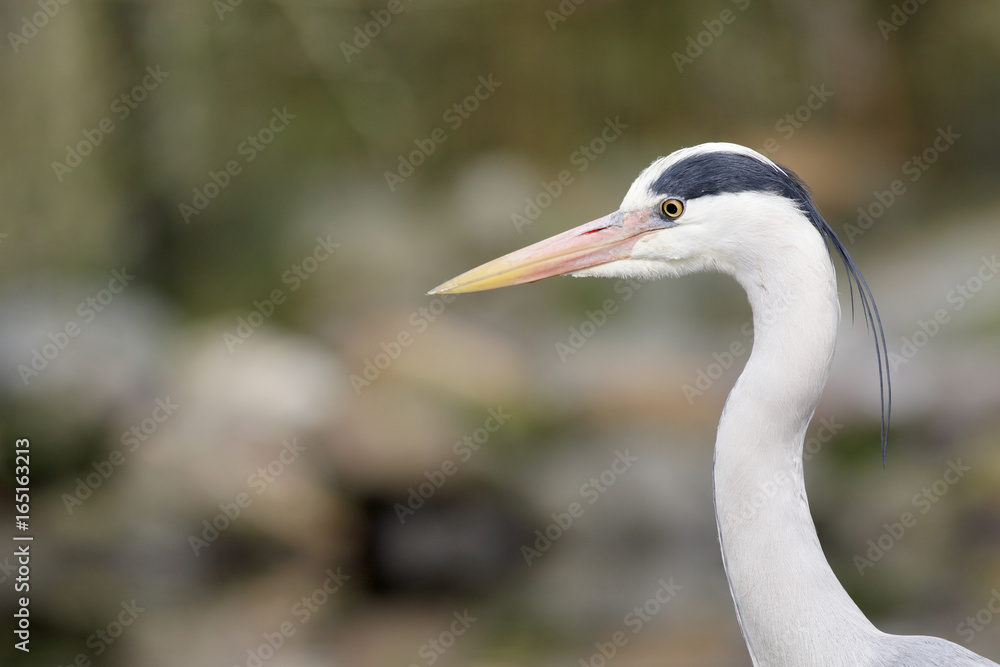 Great blue heron Great blue heron