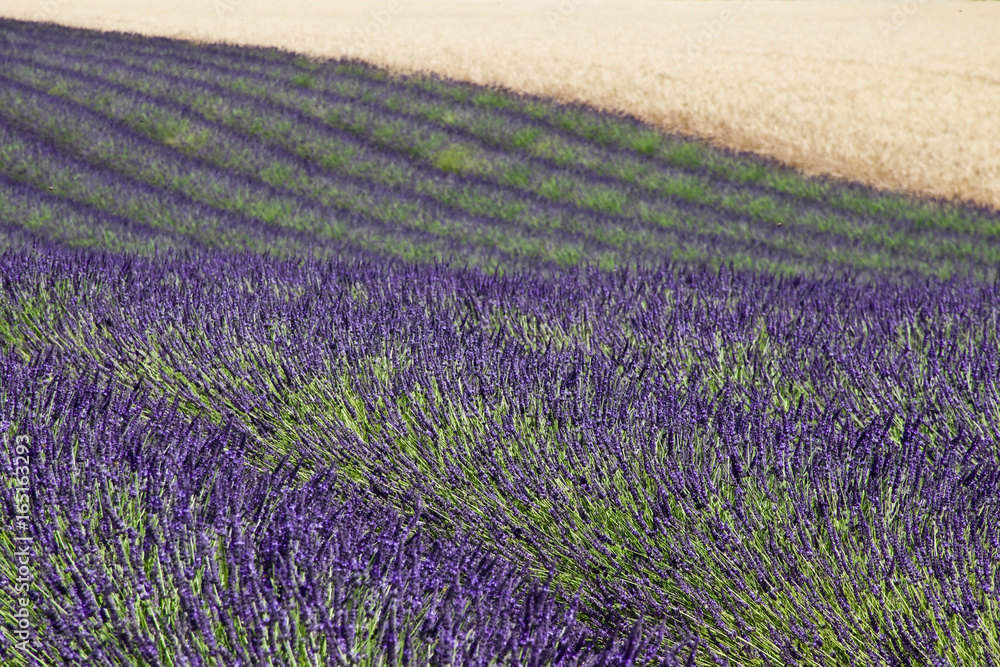 Naklejka premium geometria e colori 