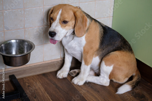 Beagle dog waits for food near the bowl © androsov858