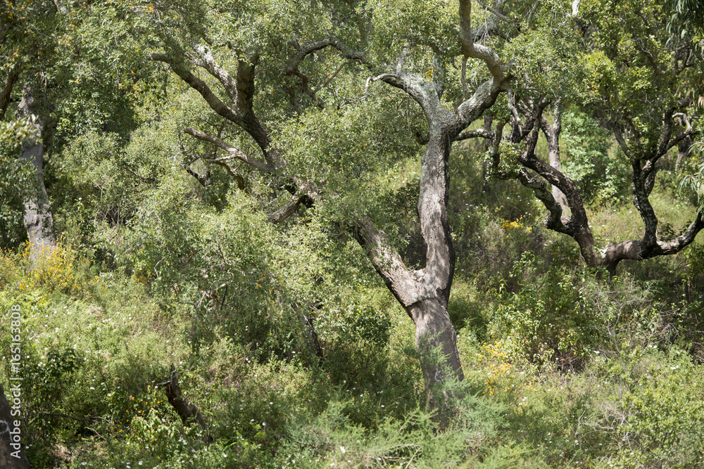 PORTUGAL ALGARVE MONCHIQUE CORK PLANTATION