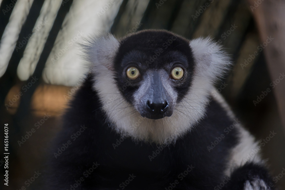 Ruffed Lemur looking.
