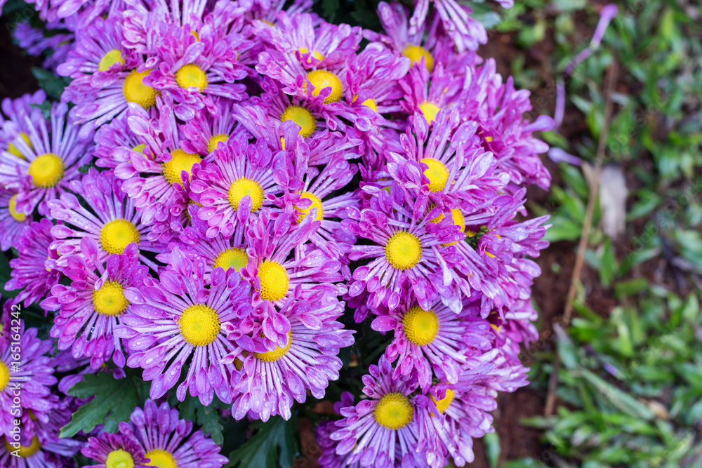 Obraz premium chrysanthemum flower in garden