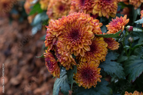 chrysanthemum flower in garden