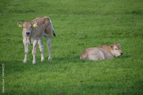 Baby Cows In The Grass