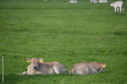 Baby Cows In The Grass