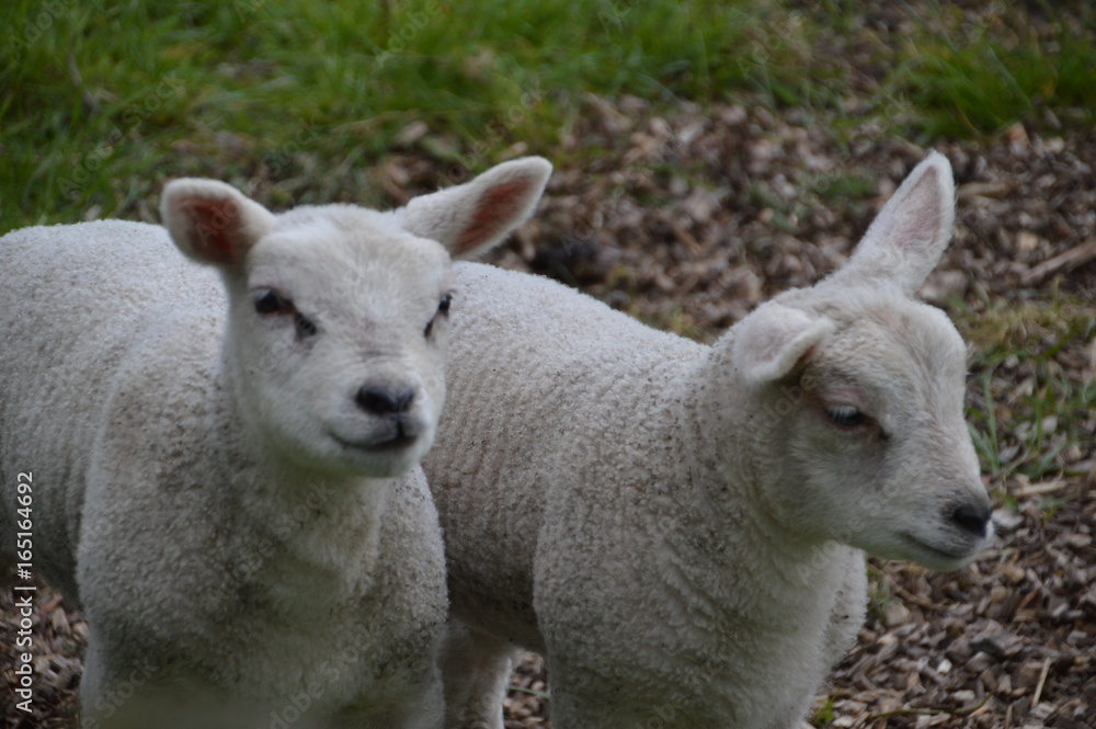 Two White Lambs