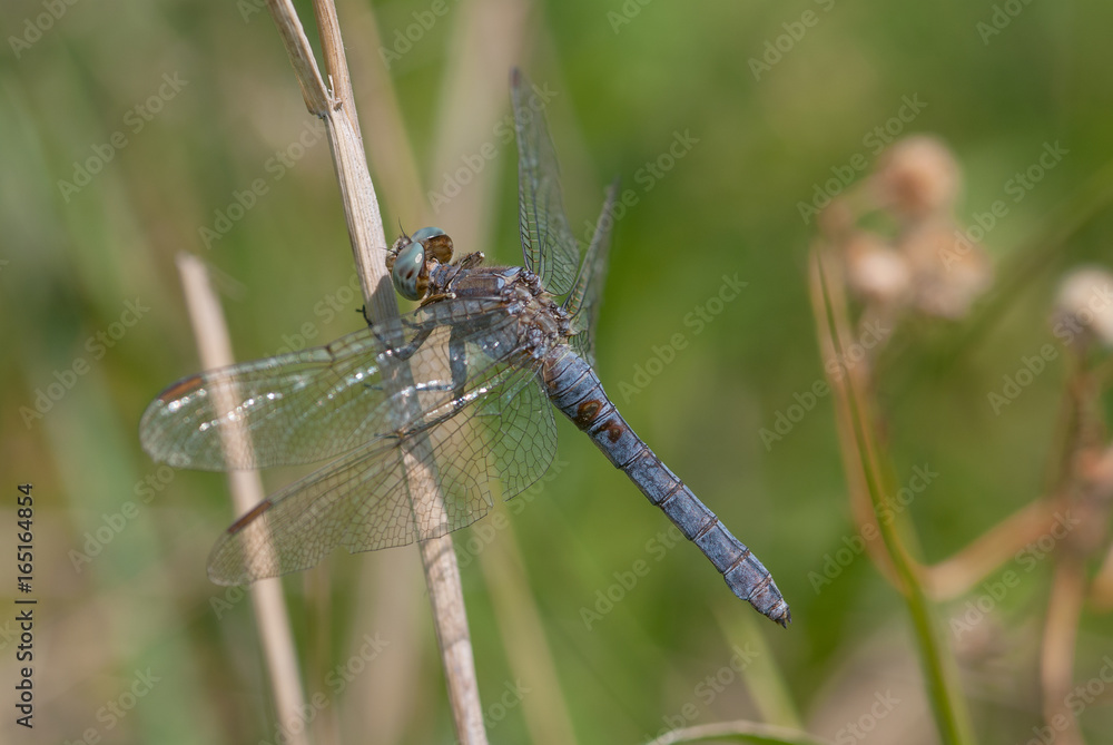 libellula su un ramoscello