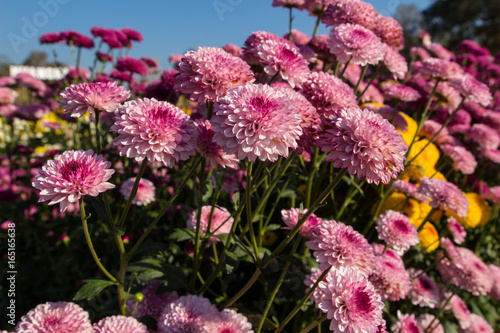 chrysanthemum flower in garden