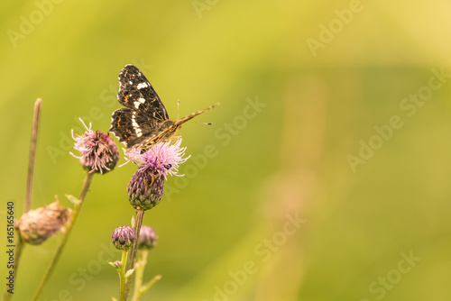 Nice black butterfly is perched on purple bloom of thistle