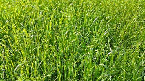 Fresh green grass close-up