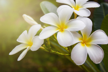 Keuken achterwand Frangipani Witte plumeria met zacht licht  © rakop_ton