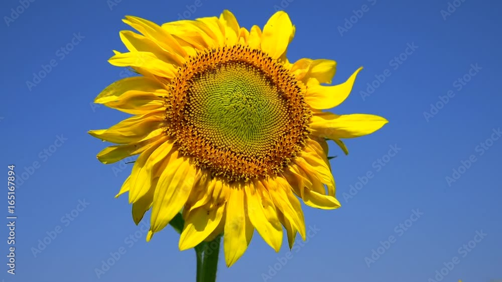 Blooming yellow sunflower against the blue clear sky background Blooming yellow sunflower against the blue clear sky background