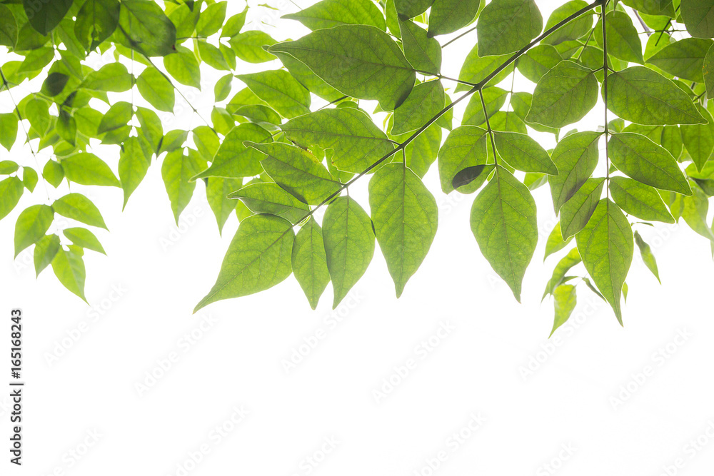 green leaves for frame on white background, nature border green leaves for frame on white background, nature border
