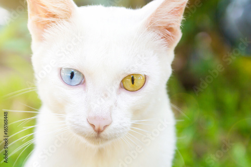 The Portrait Of White Colour Thai Cat With 2 Different Colored Eyes, Selective Focus, Cute Cat With Different Eyes, Heterochromia Iridum, Cute Cat Looking At Camera