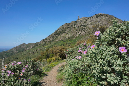 Footpath with flowers leading to the Medieval watchtower the Madeloc in the Alberes massif, south of France, Pyrenees Orientales, Roussillon, Mediterranean photo