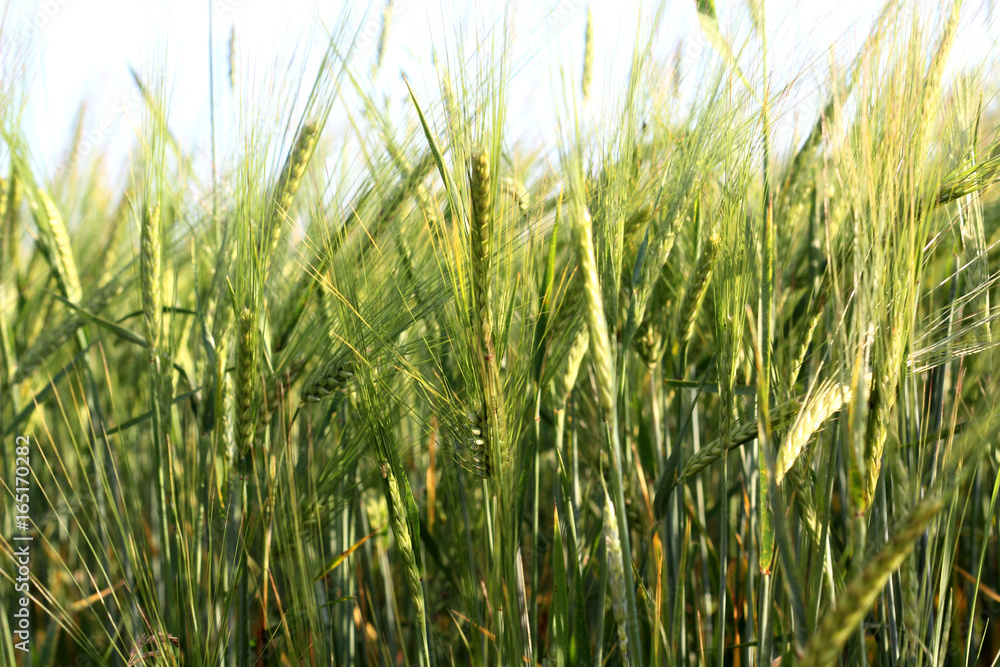 Barley Field. Cereals. Landscape and Agriculture.