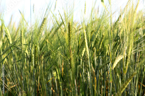 Barley Field. Cereals. Landscape and Agriculture.