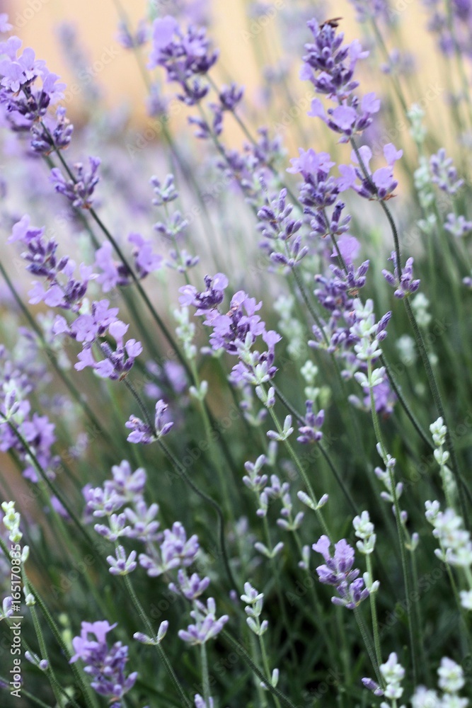 Naklejka premium lavender