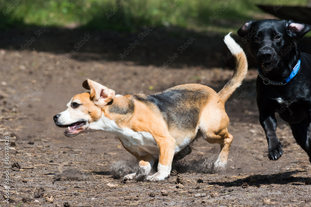 Tricolor purebred beagle running and evading black hunting hound dog action shot