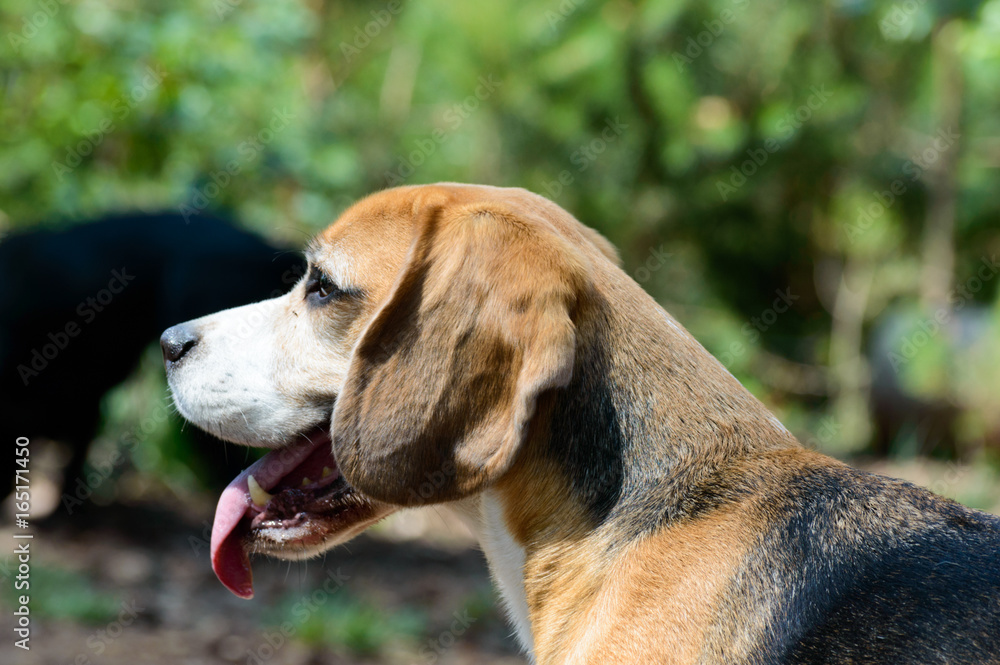 Purebred tricolor beagle hunting hound dog posing in a forest with green trees and grass plants in the back left side close profile view