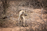 Adult hyena in late afternoon sunlight,