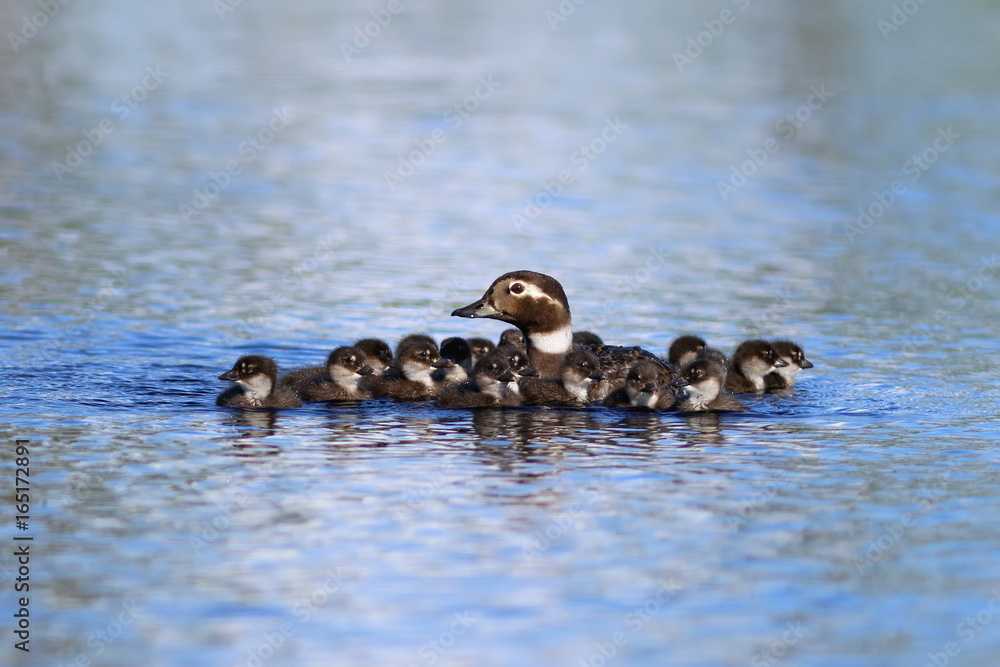 The family of long-tailed duck swimming on a summer day on the Yamal The family of long-tailed duck swimming on a summer day on the Yamal