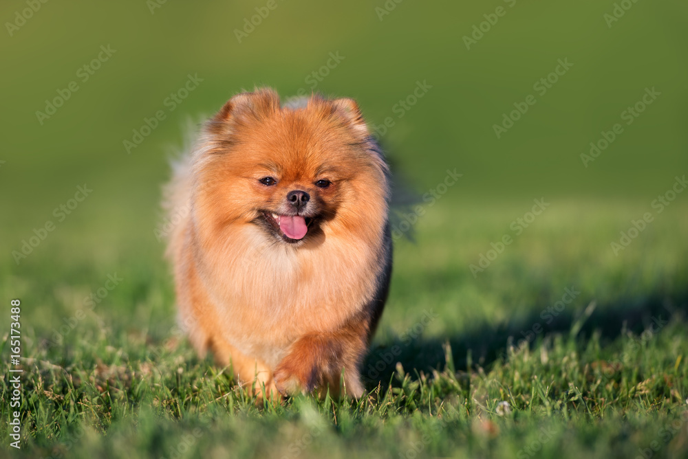 adorable red pomeranian spitz dog portrait on grass
