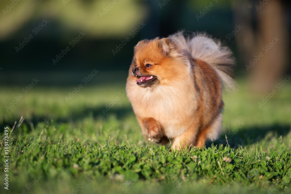 happy pomeranian spitz dog running happy pomeranian spitz dog running