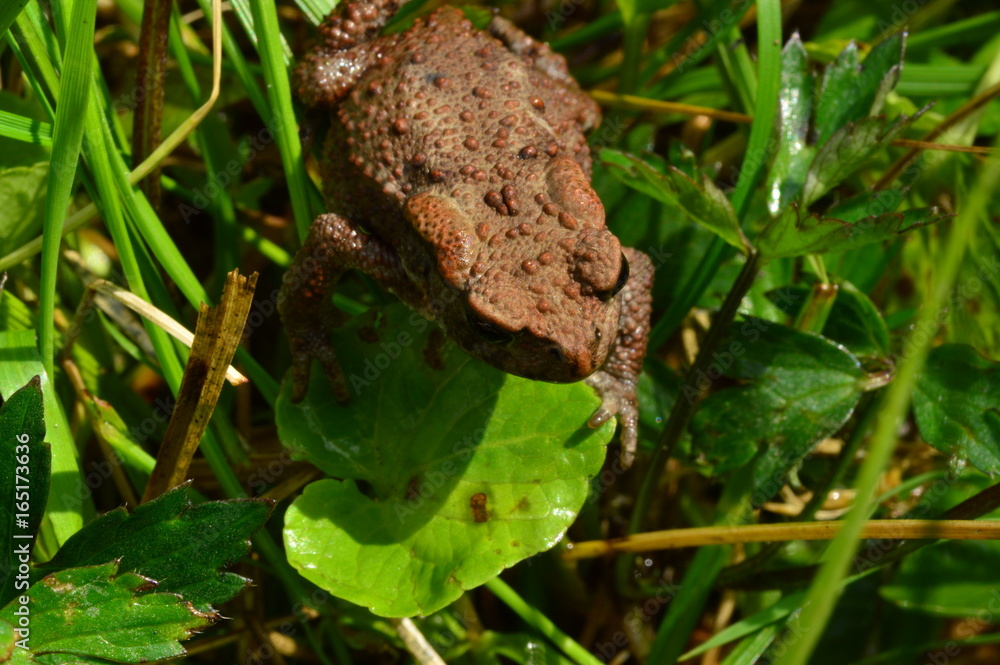 Obraz premium Wet weather of a toad on a green leaf on a summer morning
