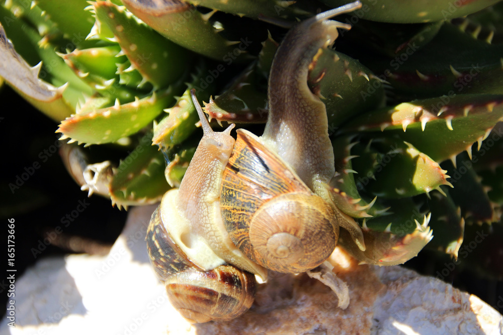 Fototapeta premium Nature d'été en Provence
