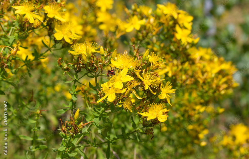 blooming St. John's wort / Blooming St. John's wort on the meadow blooming St. John's wort / Blooming St. John's wort on the meadow