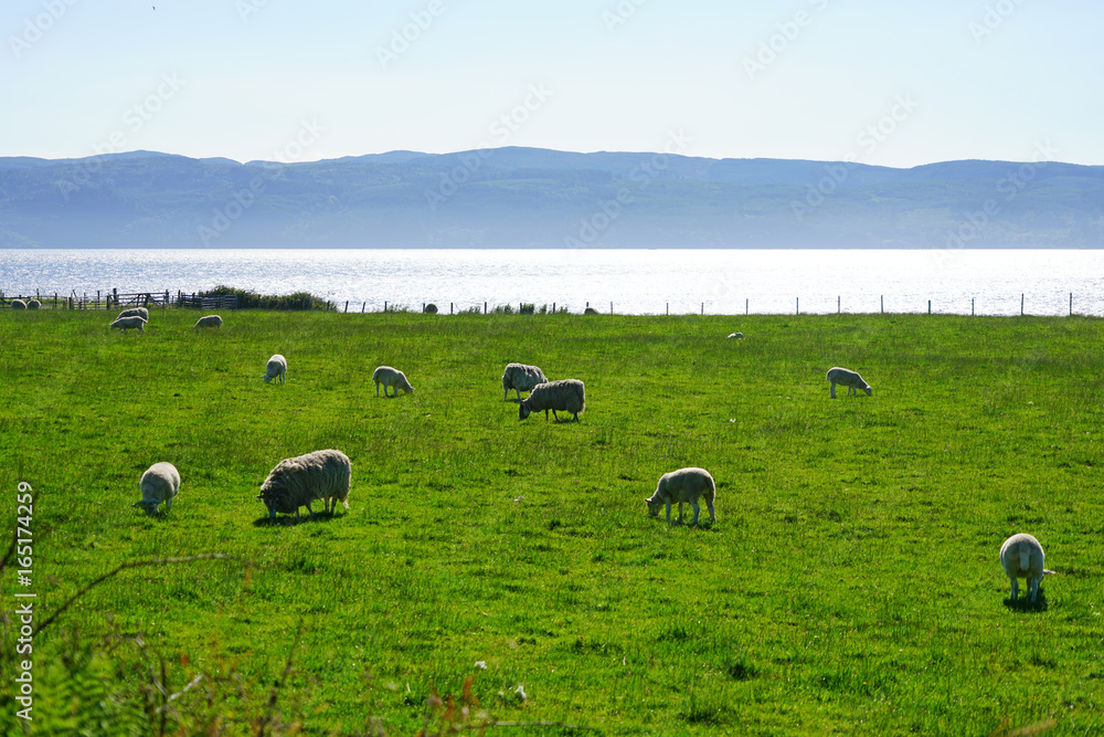 Fototapeta premium Sheep grazing on the Isle of Arran, Scotland