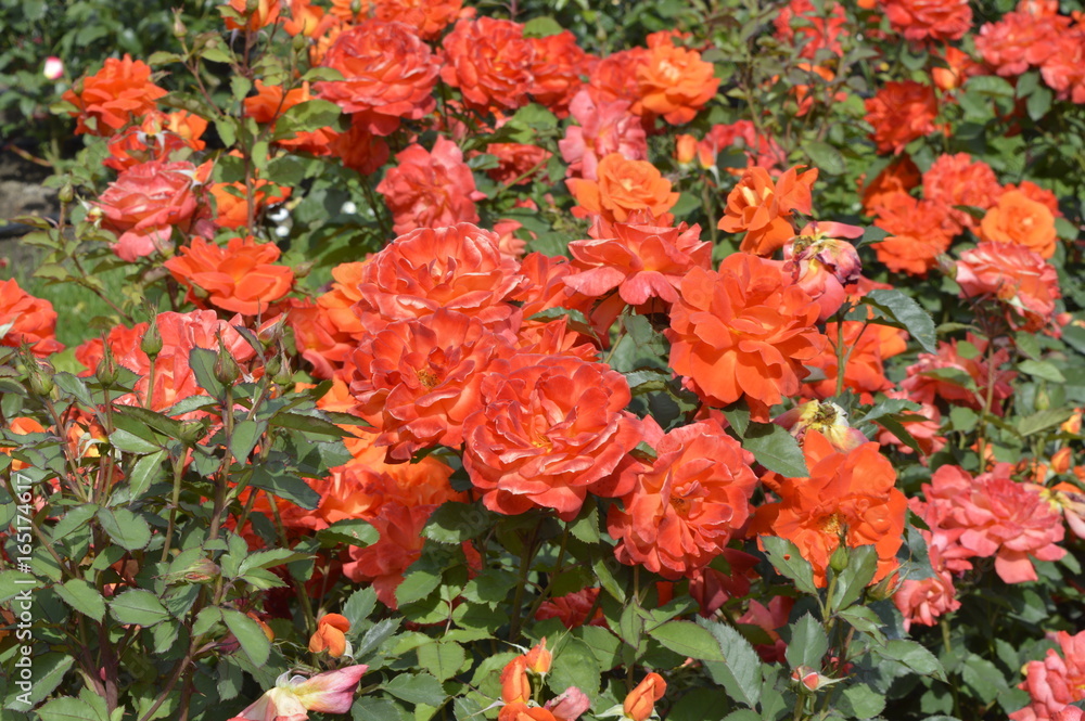 Beautiful red-orange rose in full bloom - Park rose orange Rumba Beautiful red-orange rose in full bloom - Park rose orange Rumba