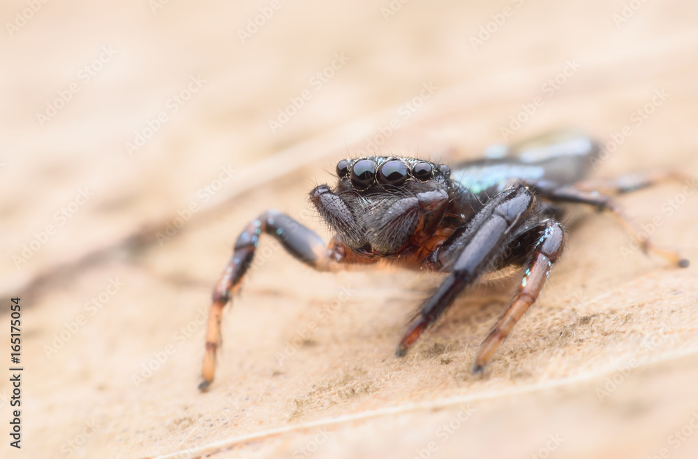 Super macro Jumping spider on dried leaf