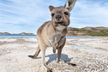 Wandcirkels Kangoeroe Kangoeroe op Australisch zandstrand  © francoschettini