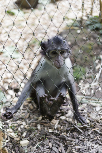 Photography Cute little monkey behind fence