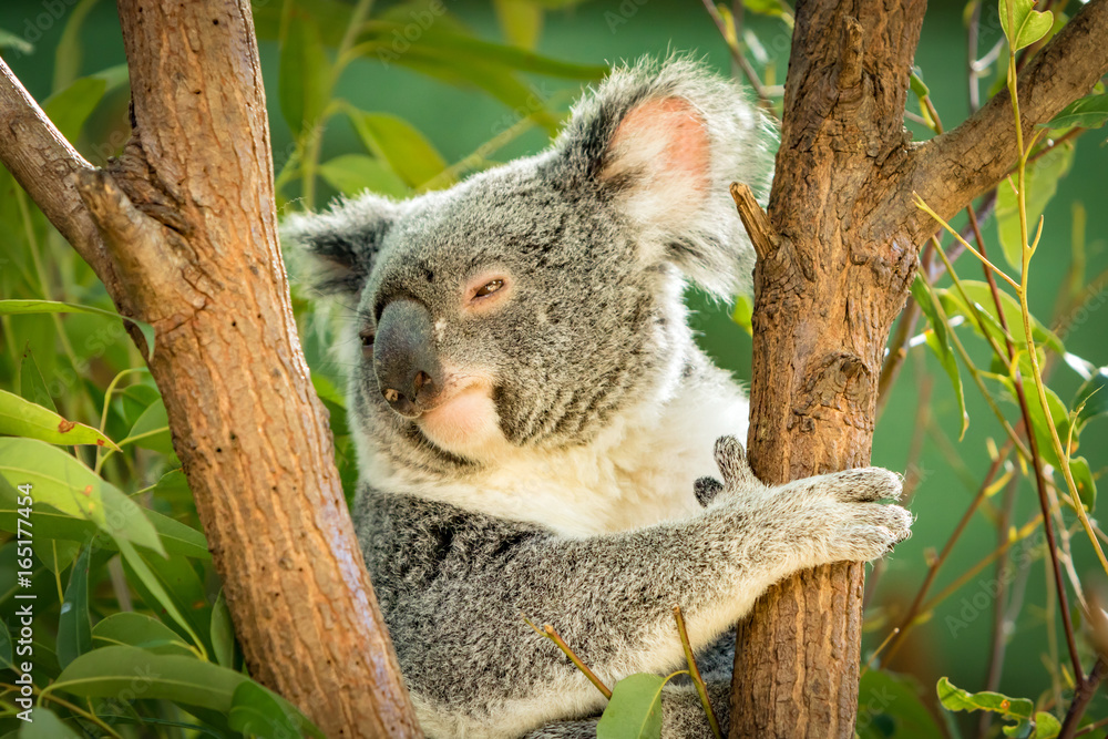 Obraz premium Koala in a Eucalupt tree Australia