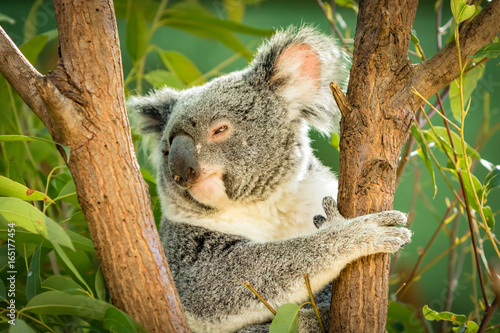 Koala in a Eucalupt tree Australia
