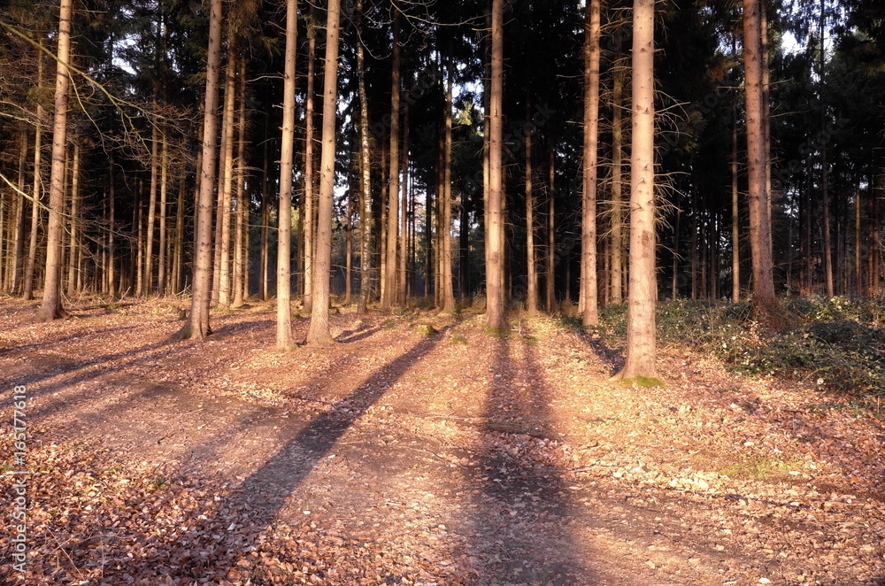 Fototapeta premium Herbststimmung im Nadelwald.