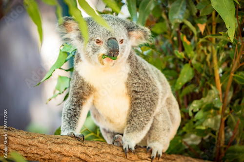 Fototapeta Naklejka Na Ścianę i Meble -  Koala in a Eucalupt tree Australia