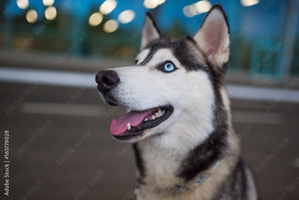  Funny Husky dog with heterochromia different eyes outdoors
